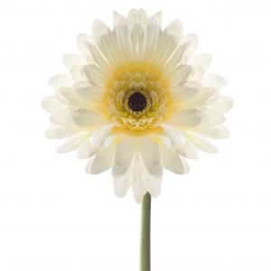 Декоративно цвете Leonardo Гербер, Бял, 22 x 23 x 50 см