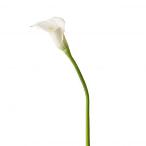Декоративно цвете Leonardo Кала, Бял, 5 x 5 x 74 см