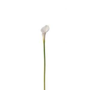 Декоративно цвете Leonardo Кала, Бял, 5 x 5 x 74 см